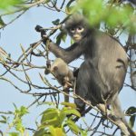 Newly discovered primate are already facing extinction