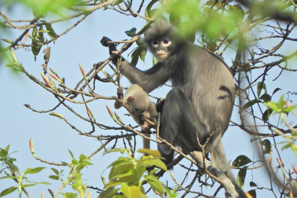 Newly discovered primate are already facing extinction