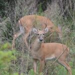 White-tailed deer