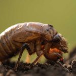 Underground invaders: Millions of cicadas to swarm Alabama during double-brood emergence