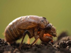 Underground invaders: Millions of cicadas to swarm Alabama during double-brood emergence