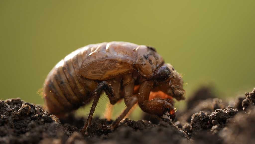 Underground invaders: Millions of cicadas to swarm Alabama during double-brood emergence